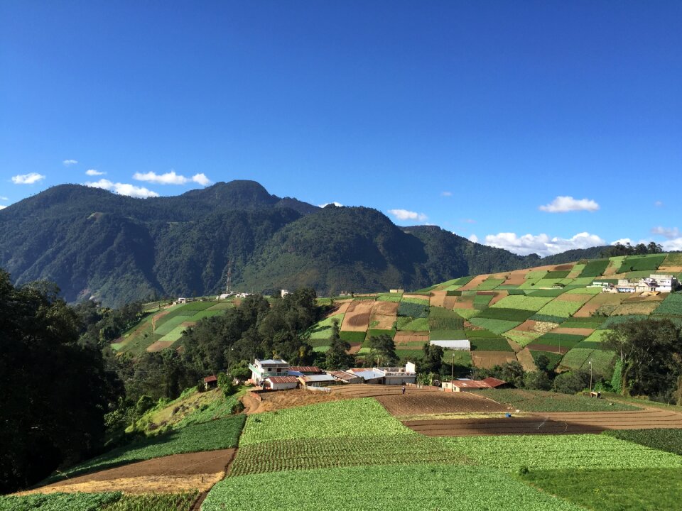 Landscape orchard mountains
