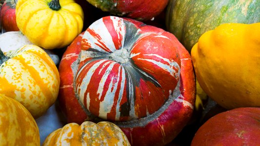 Pumpkins vegetables Free photos