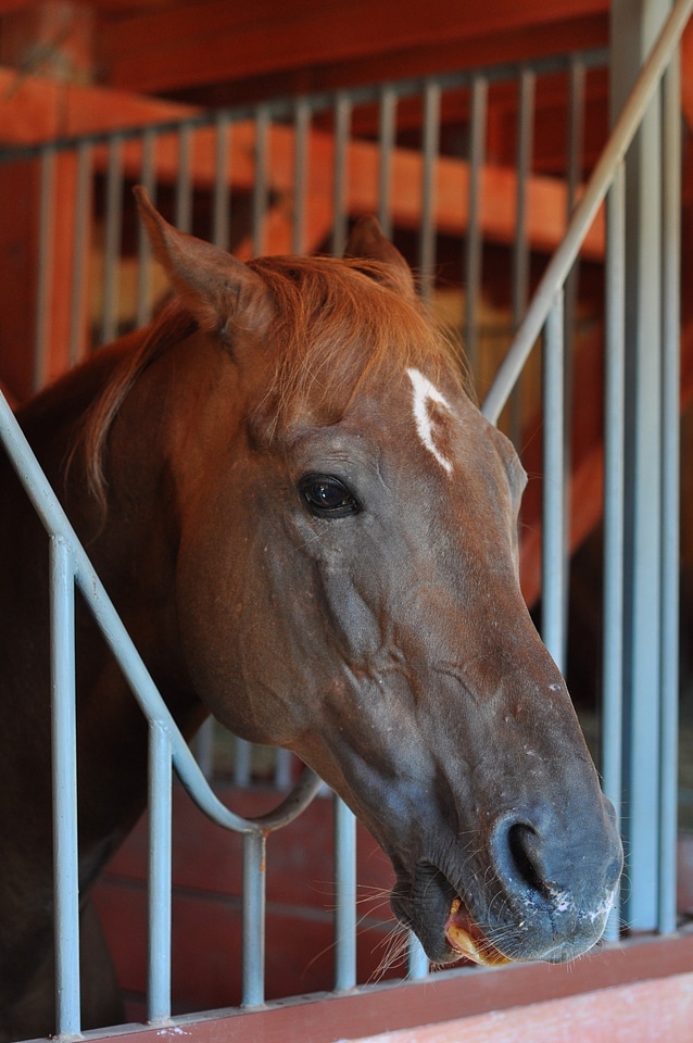 Wild horse animal riding