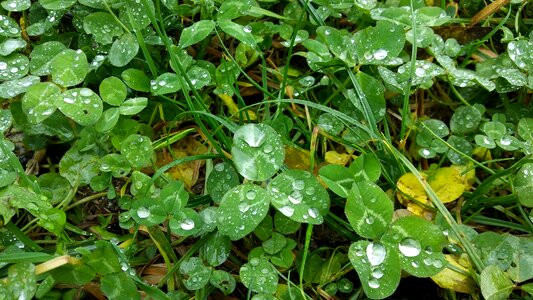 Drops plant leaves
