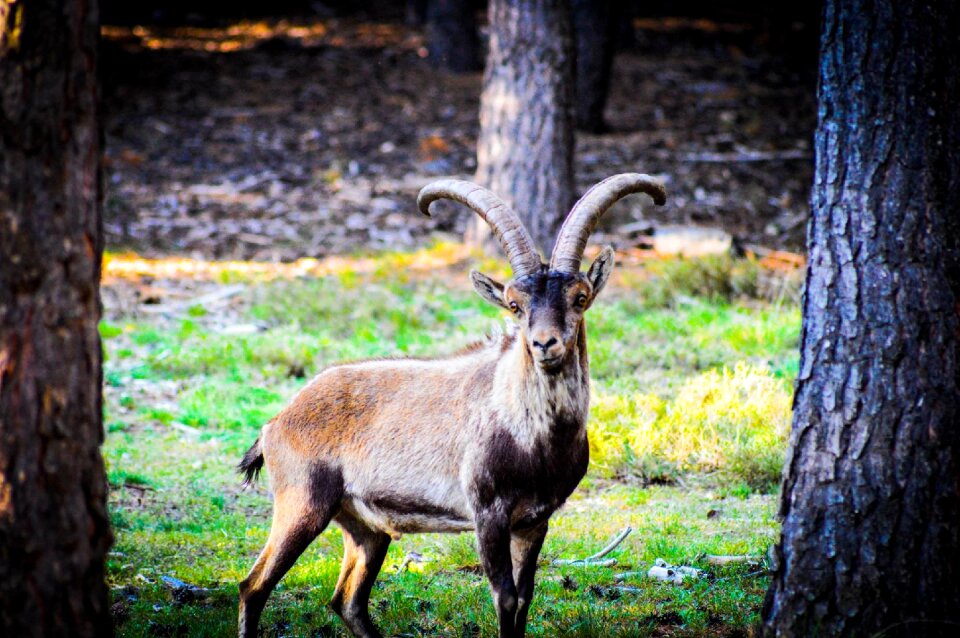 Goat natural park sierra nevada