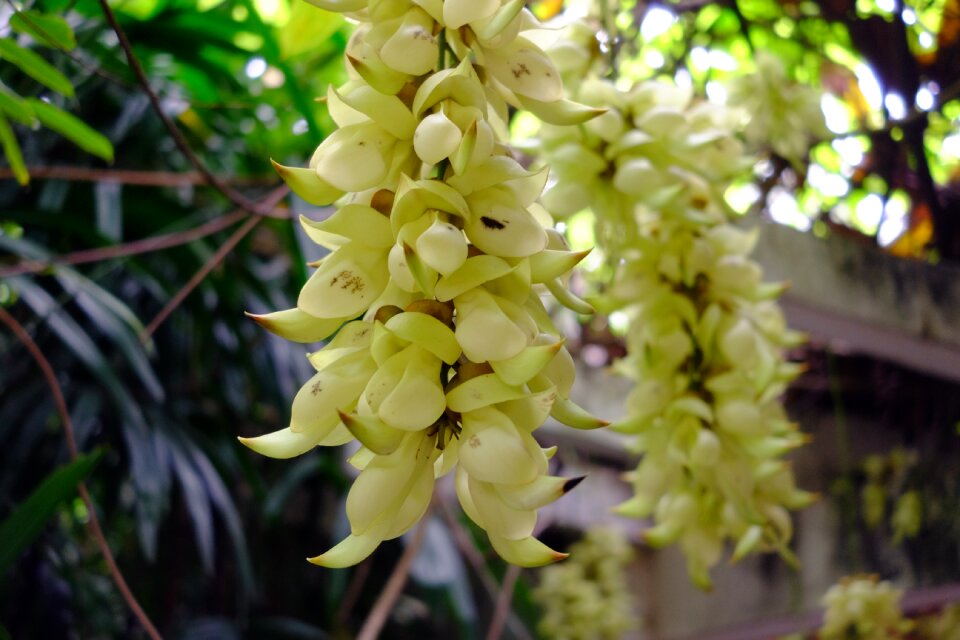 Plant flowers summer