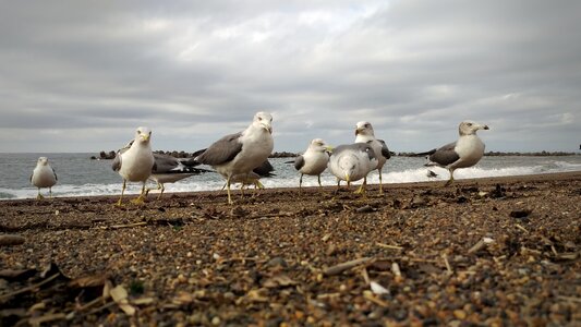 Sea gull seagull birds of the sea photo