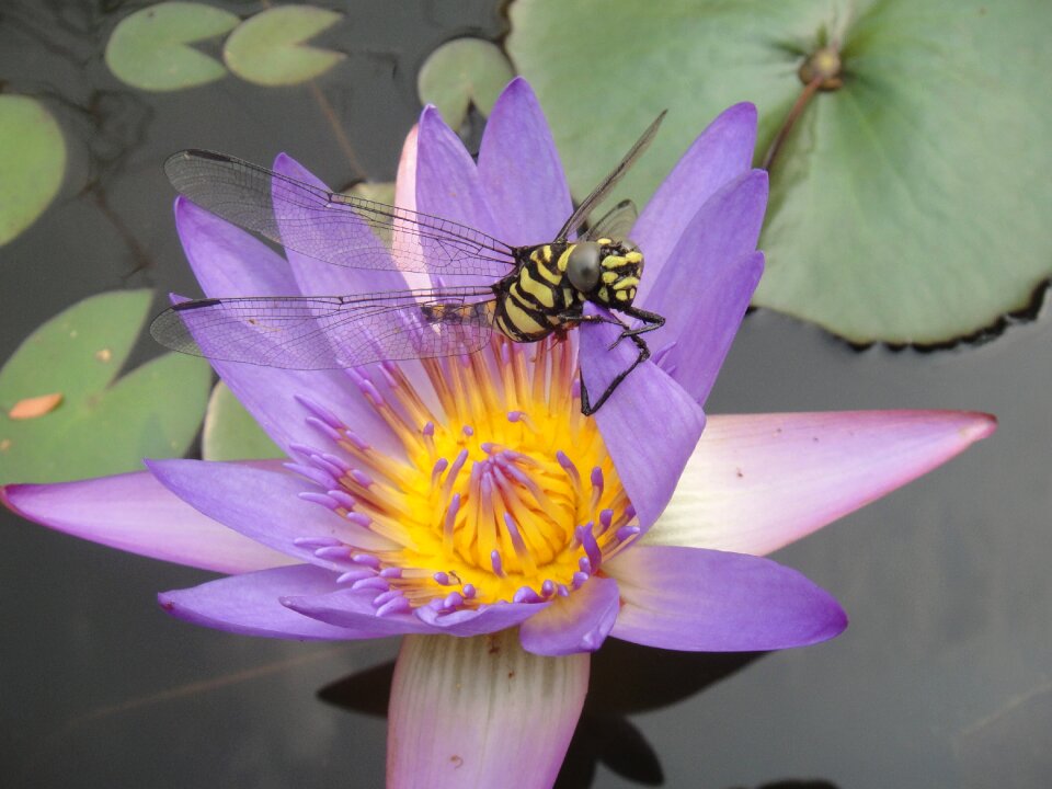 Purple insects close up