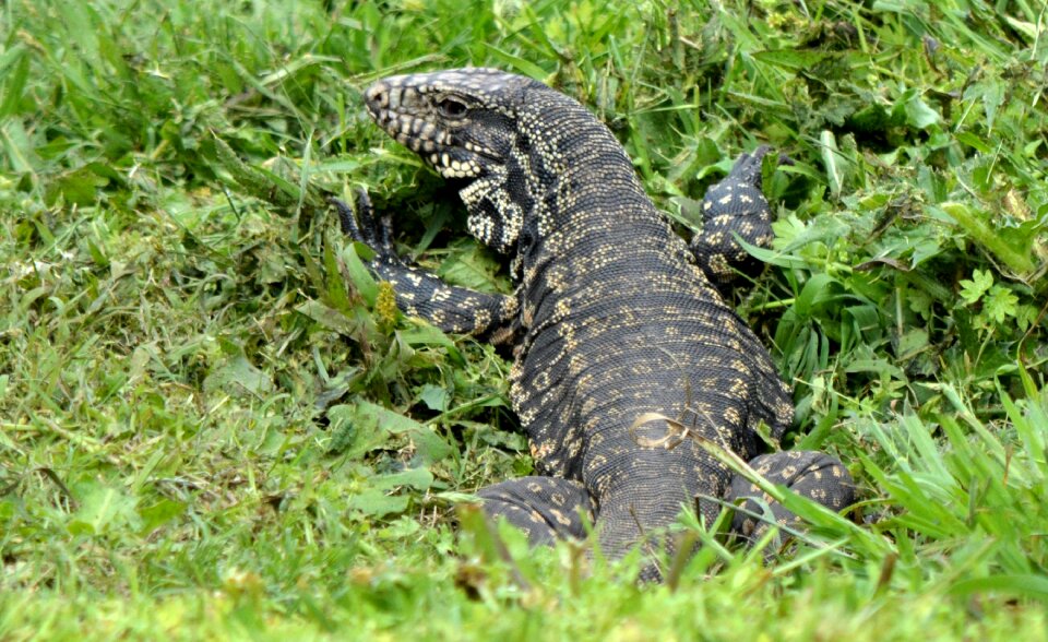Reptile reptiles fauna