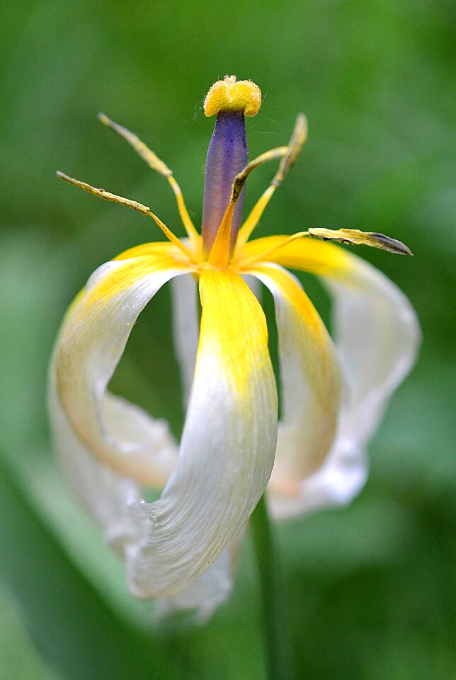 Transience tulipa pistil