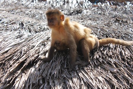 Nature monkeys common marmoset photo