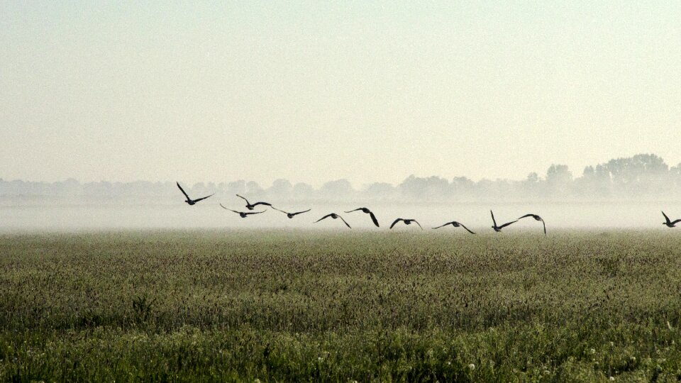 Fog birds meadow photo
