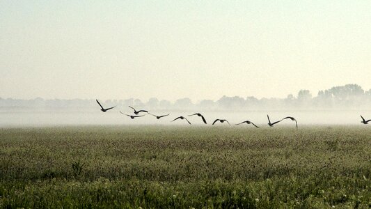 Fog birds meadow photo