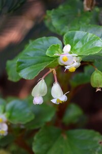 Nature plants plant green photo