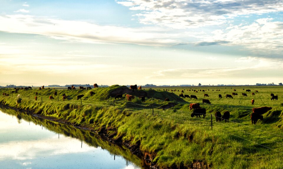 Animals nature pastures