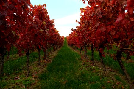 Winegrowing autumn wine leaf photo