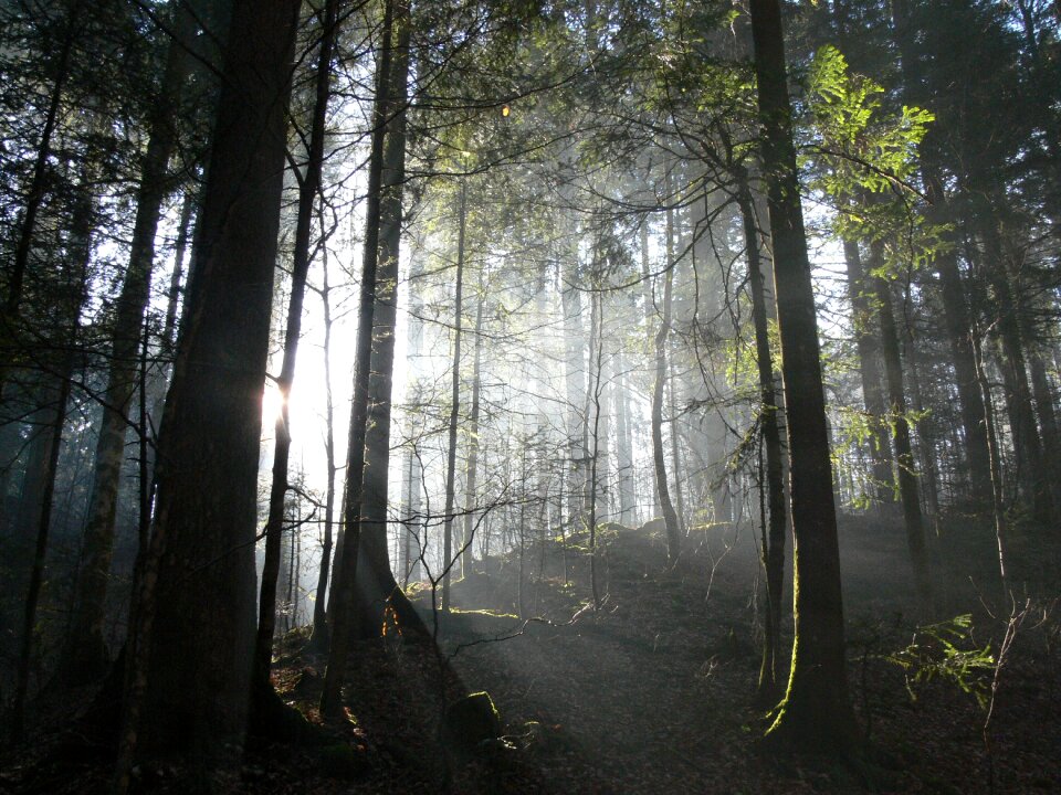 Nature landscape green