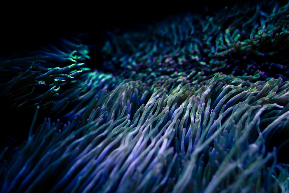 Sea life marine