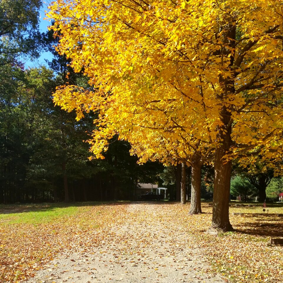Autumn leaves yellow country photo