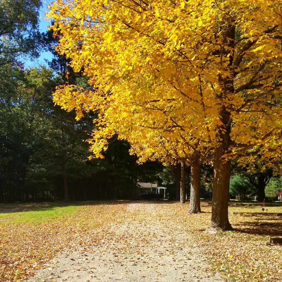 Autumn leaves yellow country