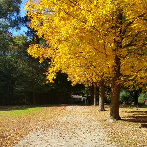 Autumn leaves yellow country photo