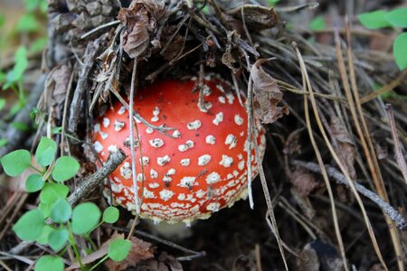 Red fly agaric mushroom nature forest photo
