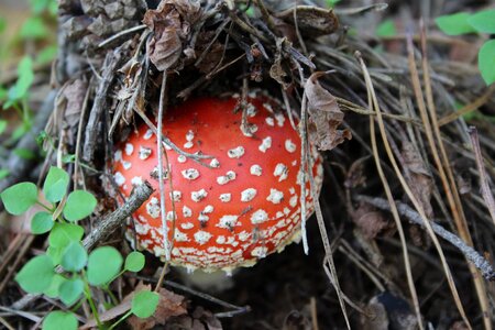Red fly agaric mushroom nature forest