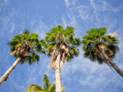 Tropical summer nature