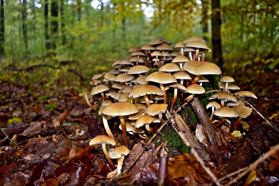 Tree fungus autumn tribe