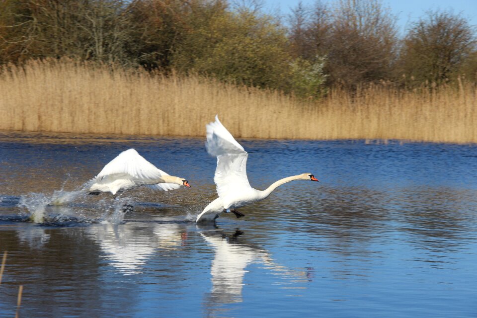 Pond bird nature