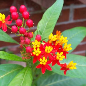 Plant blossom bloom photo