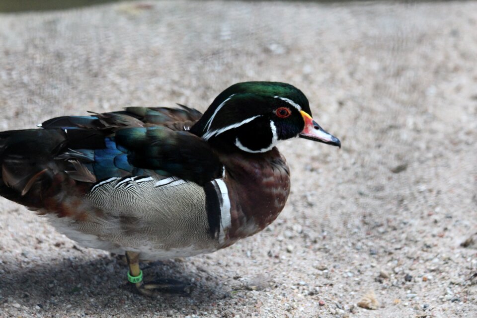 Aix sponsa waterfowl birds