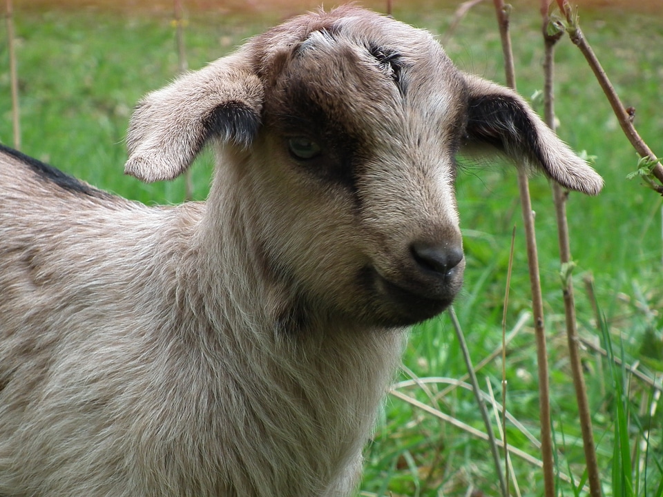 Animal cute grass
