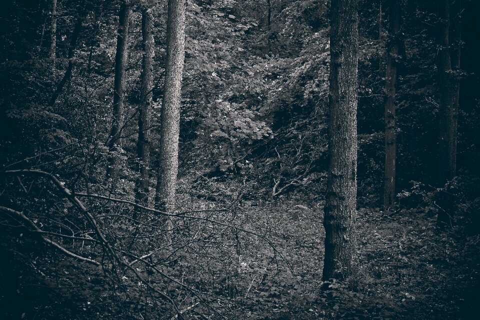 Landscape branch branches mood