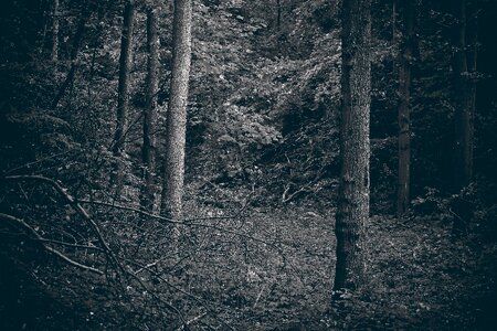 Landscape branch branches mood