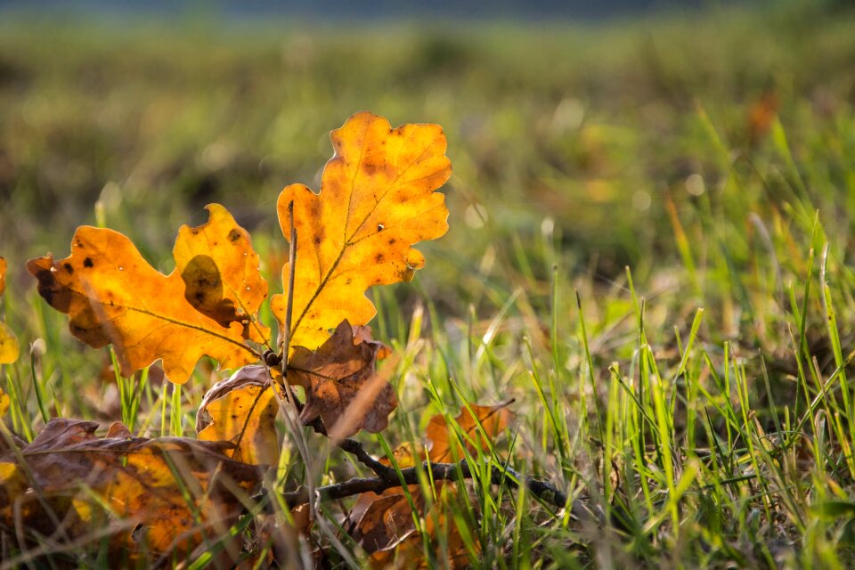 Golden autumn leaves yellow