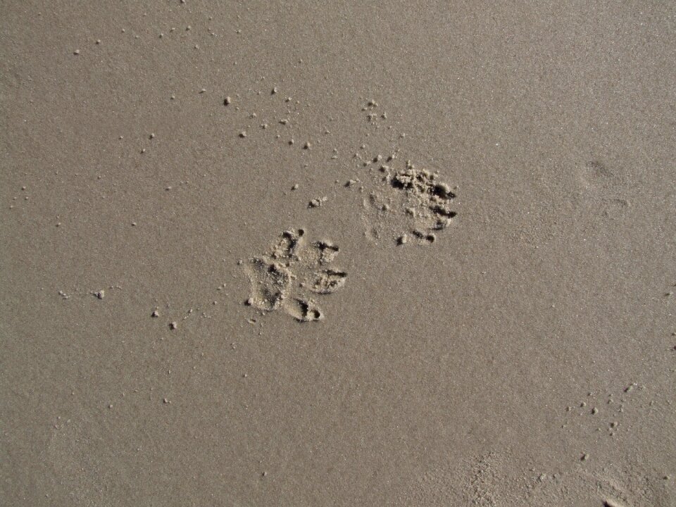 Dog paw tracks in the sand dog track