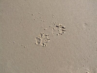 Dog paw tracks in the sand dog track photo