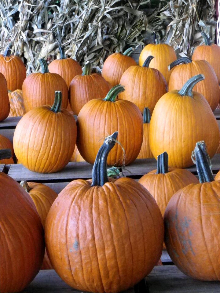 Fall vegetable