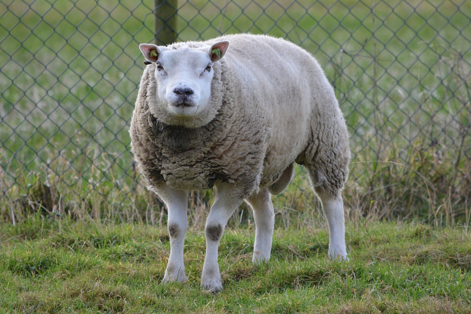 Sheep animal meadow