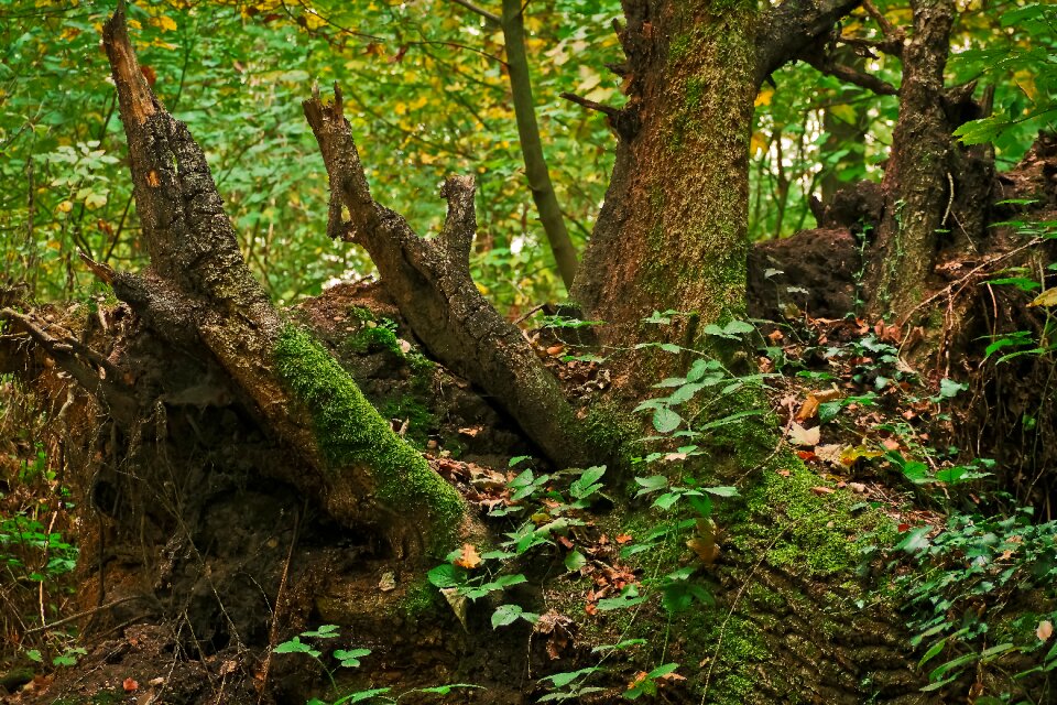 Forest wood log photo