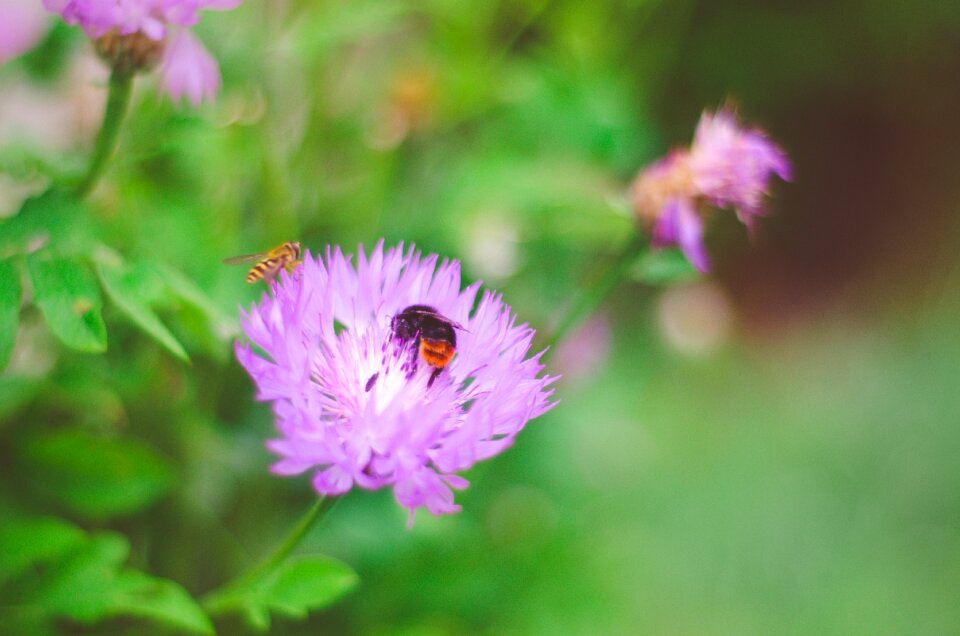 Honey meadow insect