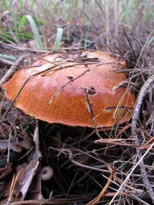 Greasers needles autumn