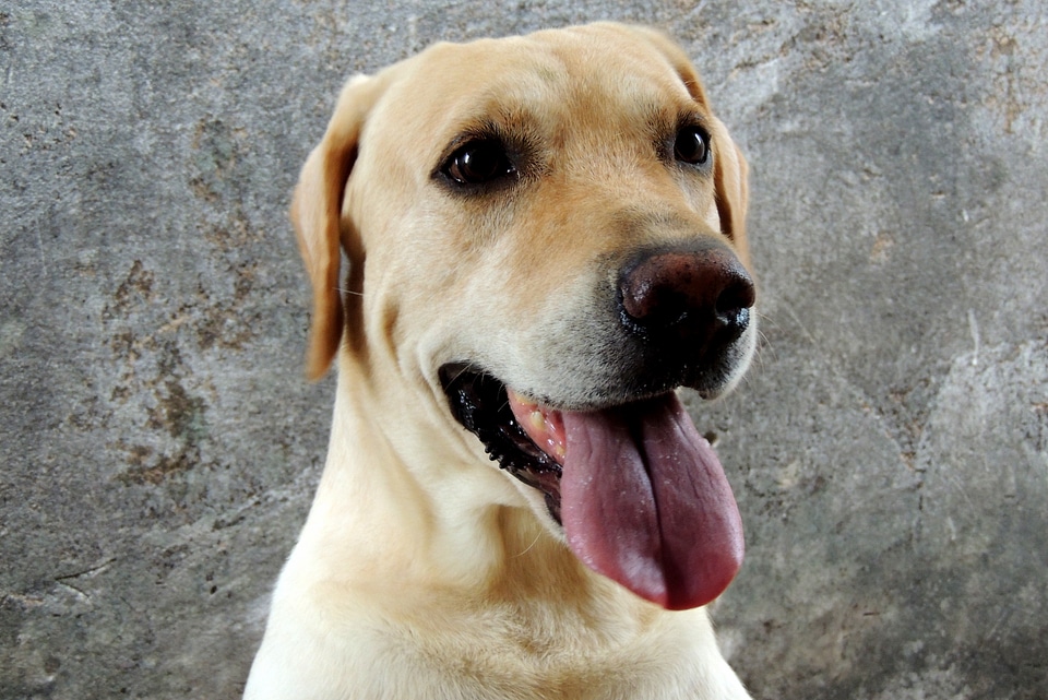 Domestic animals pet adorable