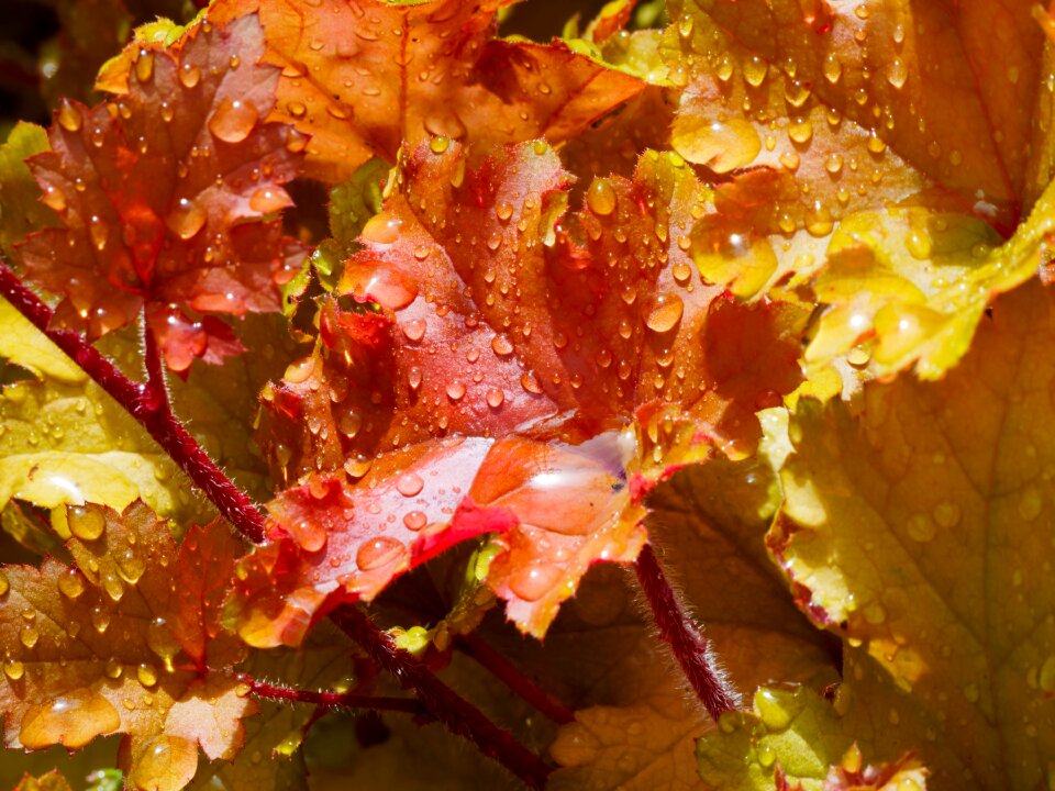 Carpet of leaves plant orange