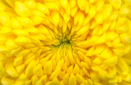 Autumn chrysanthemum affix photo