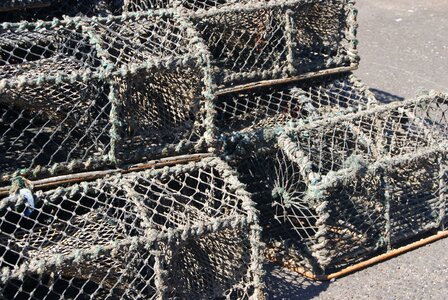 Crab industry trap photo