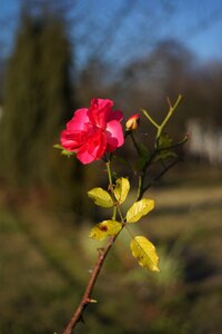 Autumn foliage branch
