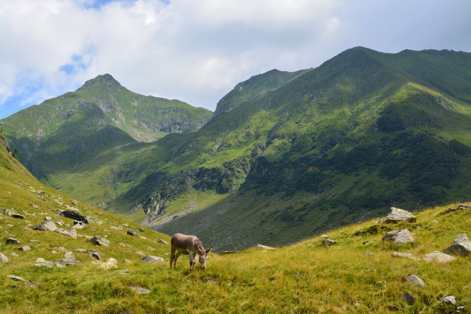 Animals landscape grass