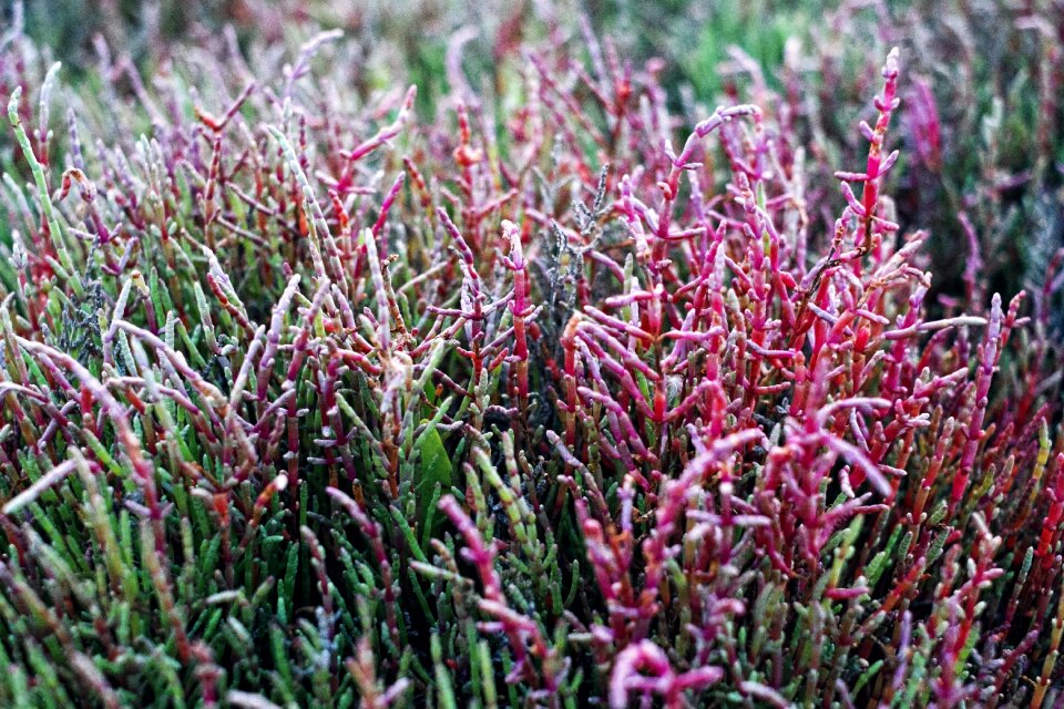 Nature greens field