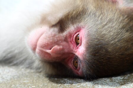 Macaca fuscata snout head photo