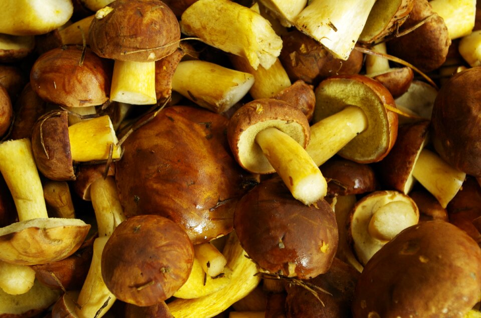 Chestnut boletus forest the collection of