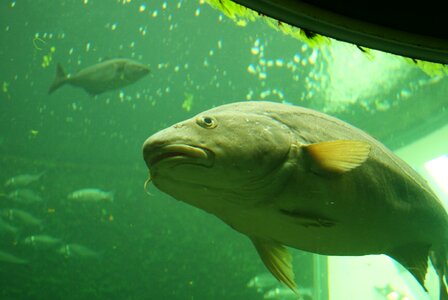 Water marine aquarium