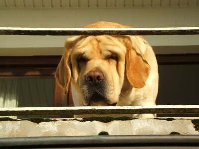Retriever portrait dog portrait labrador fun